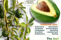 Is Avocado the Perfect Food?