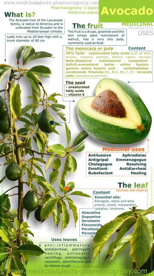 Is Avocado the Perfect Food?