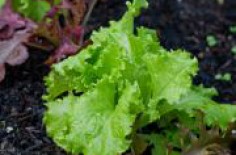 Food Focus: Leafy Greens