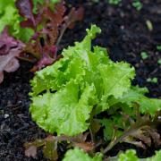 Food Focus: Leafy Greens