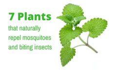 7 Plants That Naturally Repel Mosquitoes and Biting Insects