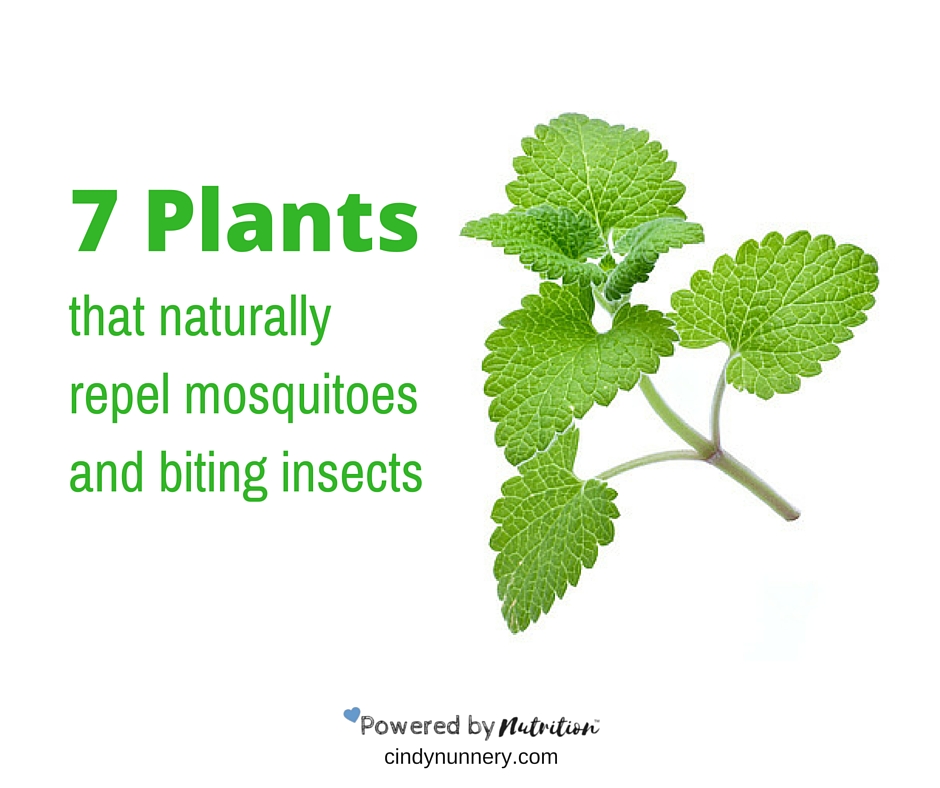 7 Plants That Naturally Repel Mosquitoes and Biting Insects
