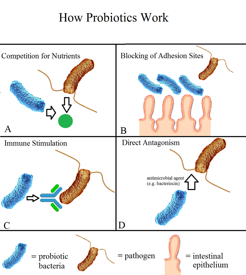 Probiotic: What You Need To Know