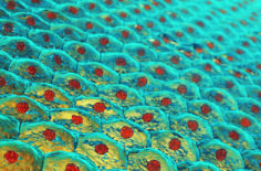 Layer by Layer: Understanding Your Skin’s Structure