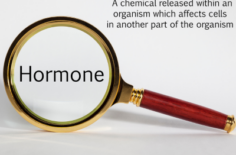 All About Hormones: How they Function to Keep You Healthy